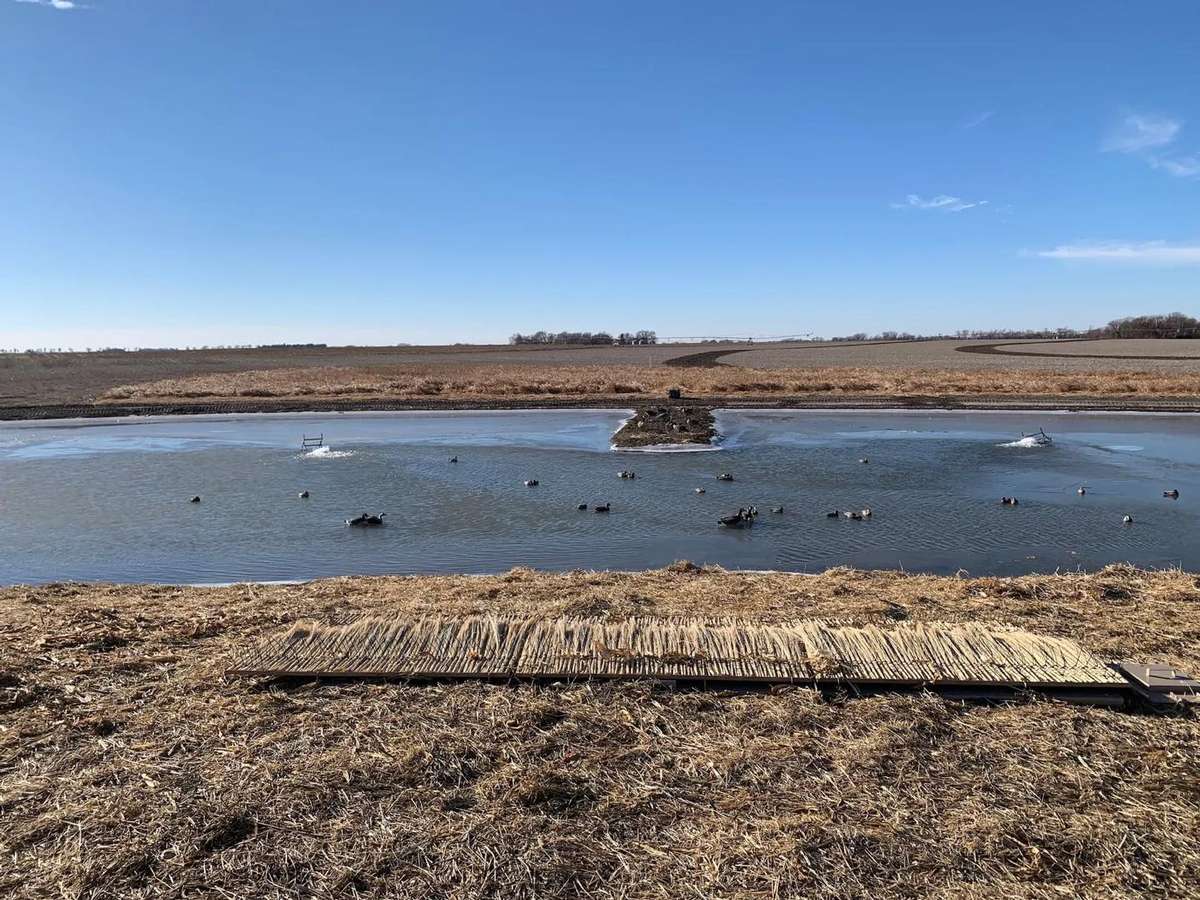 Nebraska Spring Snow Goose Season