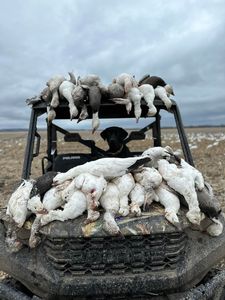 2023 Snow Goose Hunting