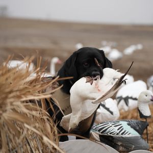 Missouri