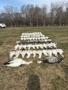 2024 Snow Goose Hunting 